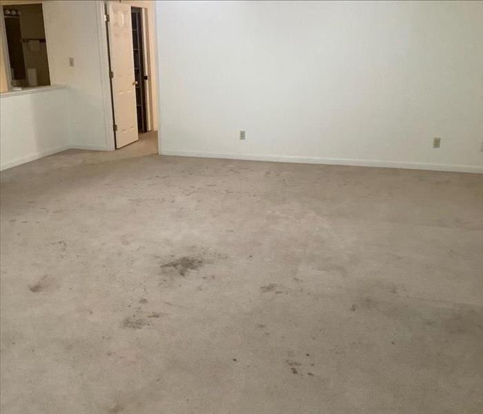 Living room with mold damaged carpets